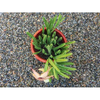Decorative Plant 
